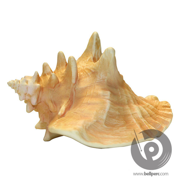 bellperc Conch Shell - bellperc.com